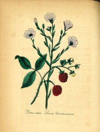 botanical-illustrations